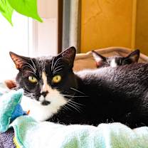 Thumbnail photo of Rusty #4
