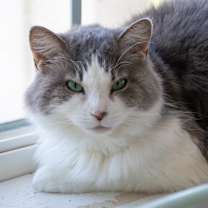 Thumbnail photo of Artemis #1