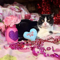 Thumbnail photo of Rosie #2