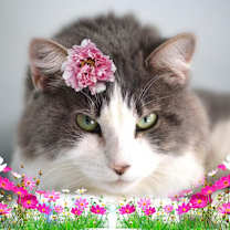 Thumbnail photo of Artemis #2