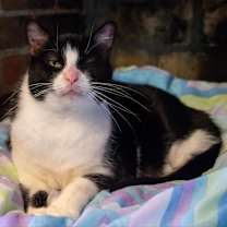 Thumbnail photo of Rosie #3