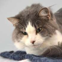 Thumbnail photo of Artemis #3