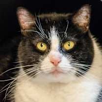 Thumbnail photo of Rosie #4