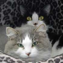 Thumbnail photo of Artemis #4
