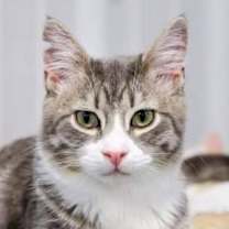 Thumbnail photo of Pickles #1