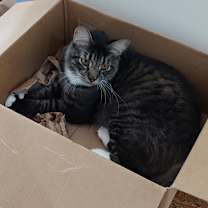 Thumbnail photo of Elmer #2