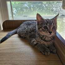 Thumbnail photo of Sparrow #2