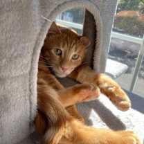 Thumbnail photo of Sweet - Afghanistan #2