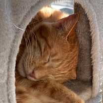 Thumbnail photo of Sweet - Afghanistan #4