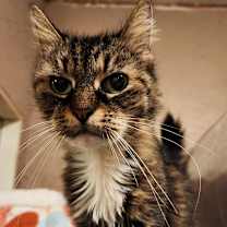 Thumbnail photo of Leia #2