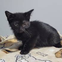 Thumbnail photo of Winnie #4