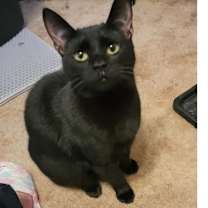 Thumbnail photo of Pepper #1