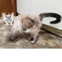 Thumbnail photo of Misty #1
