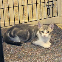 Thumbnail photo of Marble #1