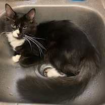 Thumbnail photo of Paisley #1