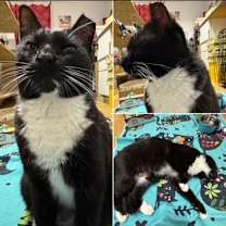 Thumbnail photo of Sugarfoot #1