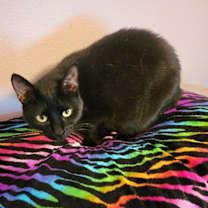 Thumbnail photo of Pepper #2