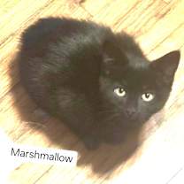 Thumbnail photo of Marshmallow #2