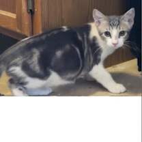 Thumbnail photo of Marble #2