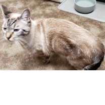 Thumbnail photo of Misty #2