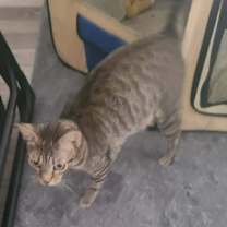 Thumbnail photo of Chloe (Mom) #2