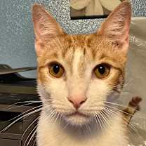 Thumbnail photo of Snickerdoodle #2