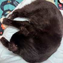 Thumbnail photo of Sugarfoot #2
