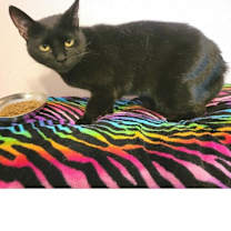 Thumbnail photo of Pepper #3