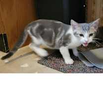 Thumbnail photo of Marble #3