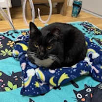 Thumbnail photo of Sugarfoot #3