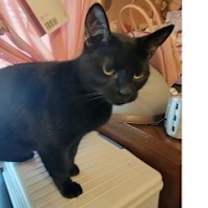 Thumbnail photo of Pepper #4