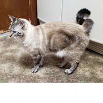 Thumbnail photo of Misty #4