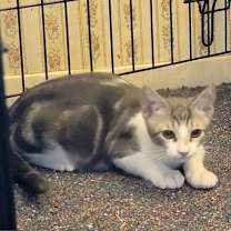 Thumbnail photo of Marble #4