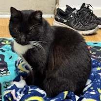 Thumbnail photo of Sugarfoot #4