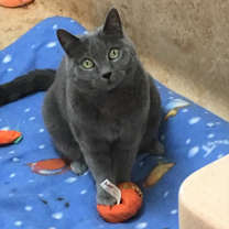 Thumbnail photo of Samantha #3