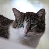 Thumbnail photo of Anthony #2