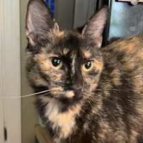 Thumbnail photo of Sage #1