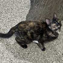 Thumbnail photo of Sage #2