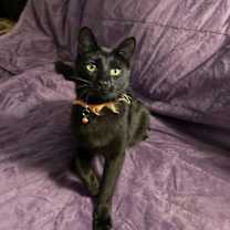 Thumbnail photo of Wallaby #1