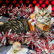 Thumbnail photo of Brownie Batter #1