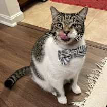 Thumbnail photo of Leo (aka Beefy) #3