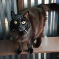 Thumbnail photo of Maddie #1