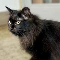 Thumbnail photo of Opal #2