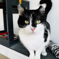 Thumbnail photo of Tapani #4