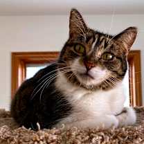 Thumbnail photo of Kamora #3