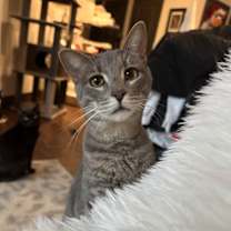 Thumbnail photo of Martini #1