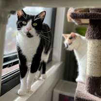 Thumbnail photo of Puddin #2