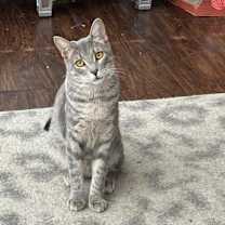 Thumbnail photo of Martini #2