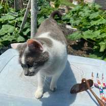 Thumbnail photo of LuLu #3