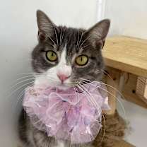Thumbnail photo of Seraphina #1